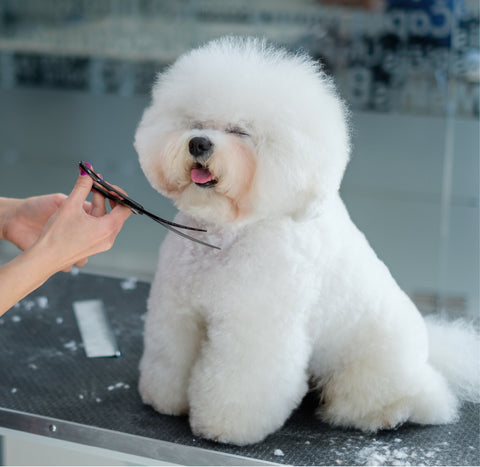 finding the right groomer, dog groomer for non-shedding dog