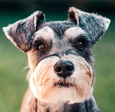 schnauzer shampoo, shampoo for non-shedding dog