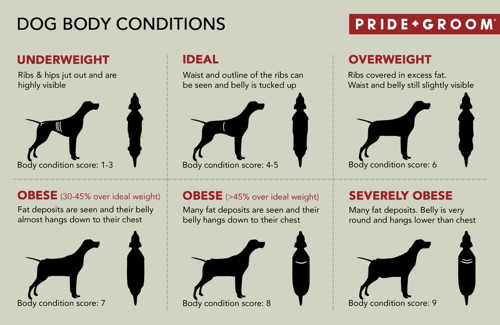 dog obesity chart, dog obesity inforgraphics