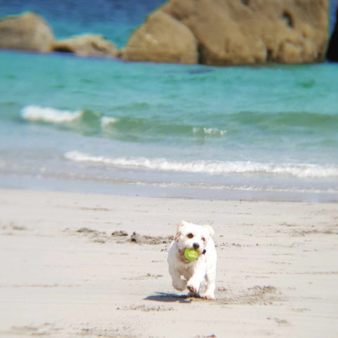 pup at beach