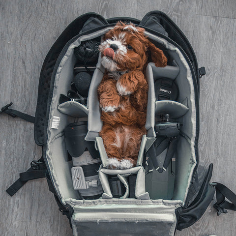 dog in suitcase, dog photography, traveling with dog 
