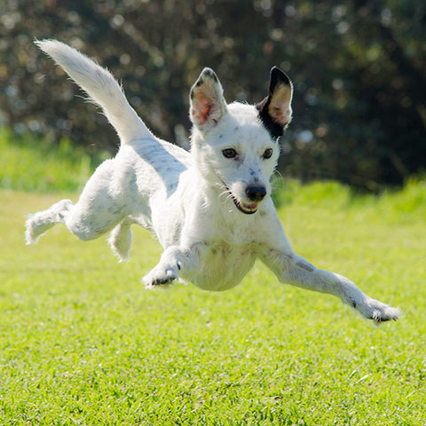 dog running like crazy in grass, dog zooms