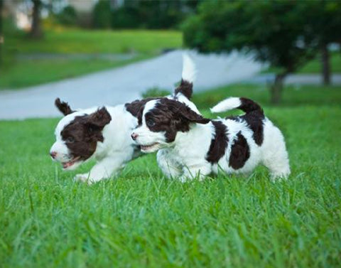 springerdoodle puppies running