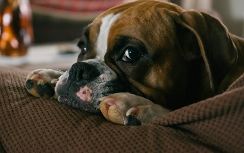 sad bulldog, dog paw infection, cracked dog paws