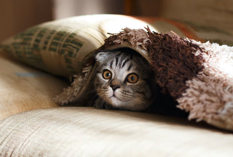 Kitten under blanket, scared kitten