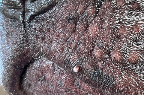 skin tag next to the mouth on dogs, skin tags on dogs, how to remove skin tags on dogs, pictures of skin tags on dogs, causes of skin tags on dogs, images of skin tags on dogs, Pride and groom