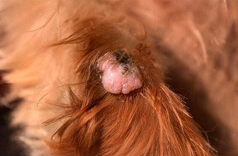 skin tags on dogs, how to remove skin tags on dogs, pictures of skin tags on dogs, causes of skin tags on dogs, images of skin tags on dogs