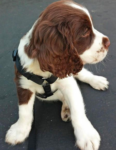 springer spaniel puppy