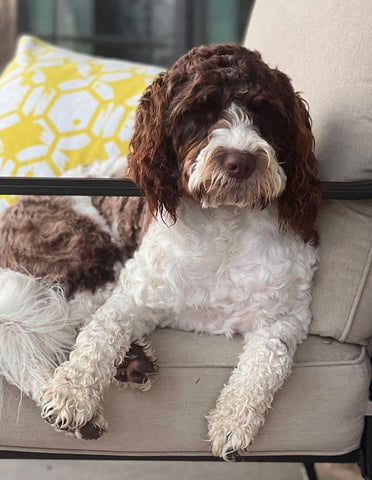 springerdoodle chilling on sofa