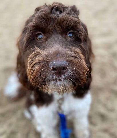 brown and white coat springerdoodle on the beach