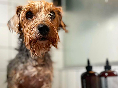 wet dog, natural dog shampoo, best dog shampoo, organic dog shampoo, best smelling dog shampoo