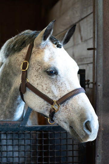 Triple Stitched Leather Horse Halter — Quin Design Co