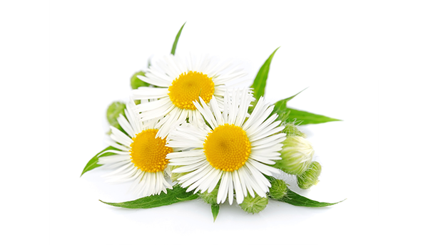 Chamomile Extract