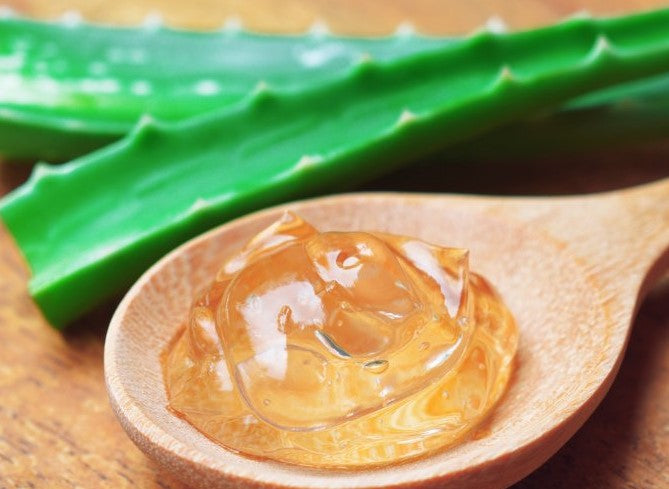 aloe vera in skin care benefits and uses
