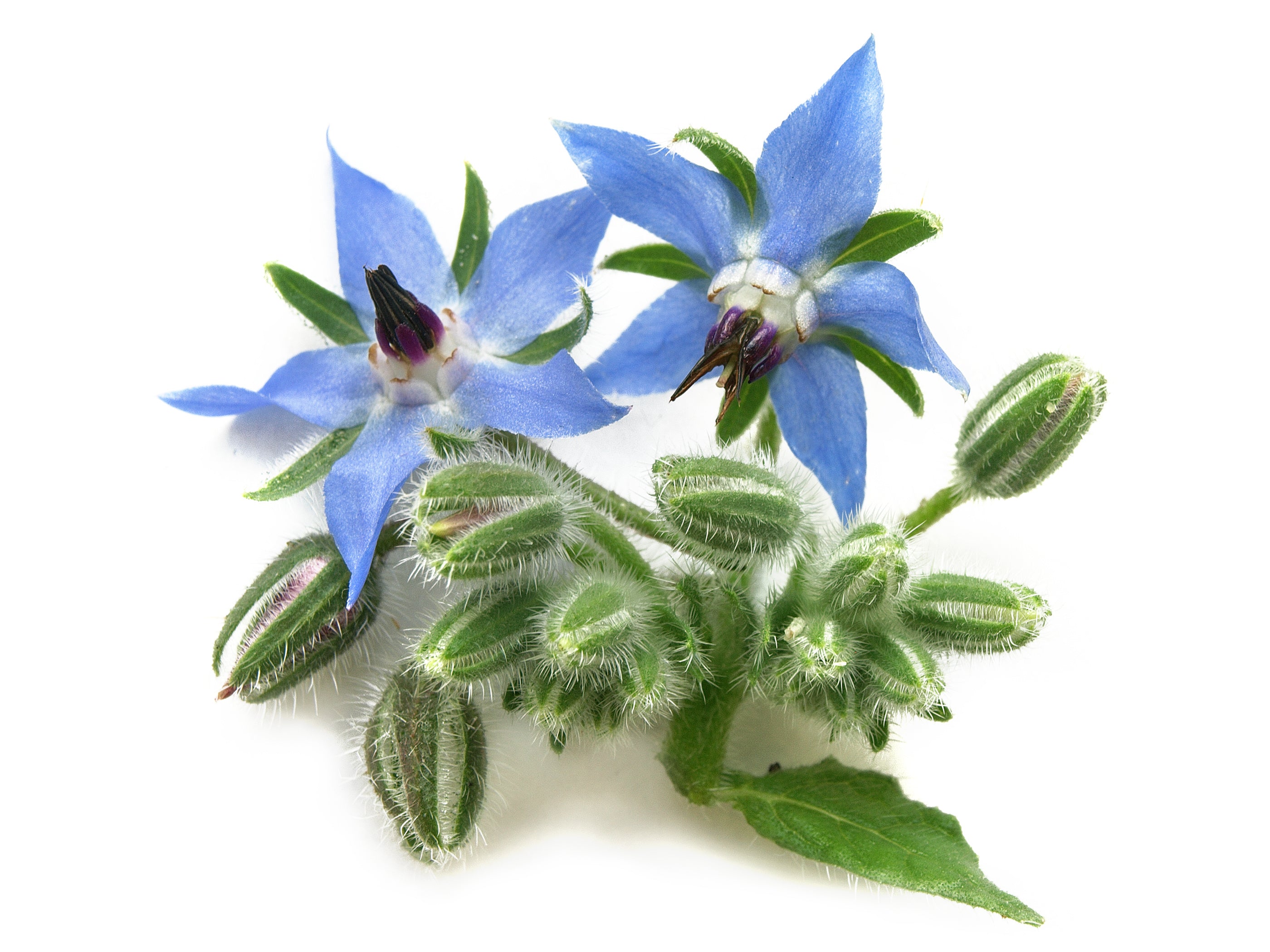 what does borage oil do for skin
