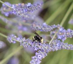 is lavender essential oil in skin care safe?