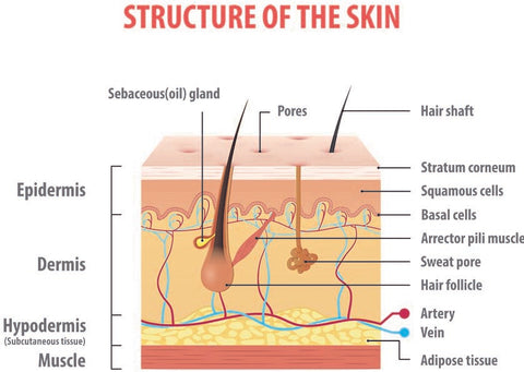 structure of normal human skin diagram