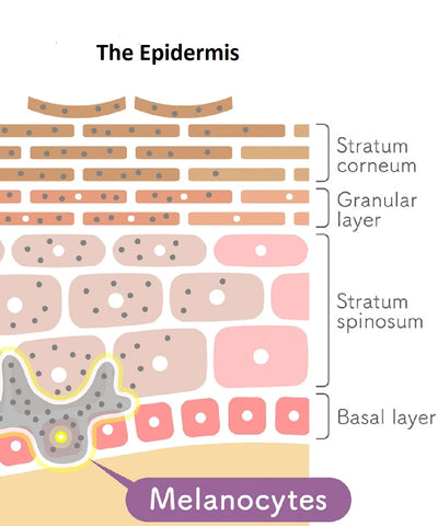 What is dehydrated skin