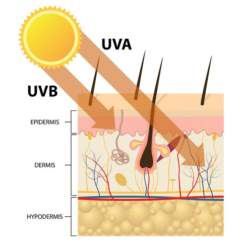 uv ray skin penetration through window glass