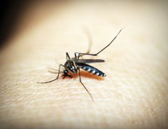 How to treat mosquito bites