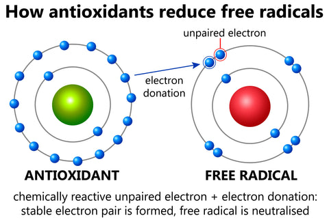 how antioxidants fight free radical skin damage