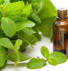 can you be allergic to mint in skin care products
