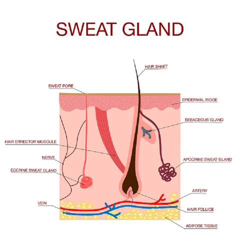 stress sweat v regular sweat glands are different