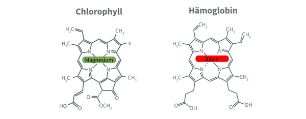 Chemische-Zusammensetzung-von-Chlorophyll-und-Hämoglobin