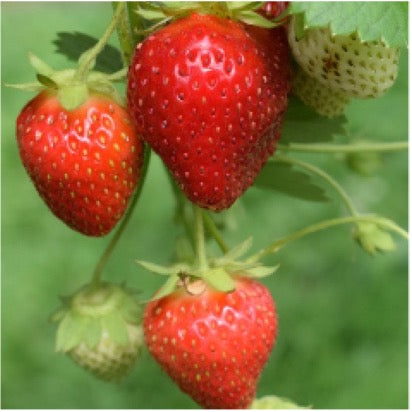 Erdbeeren-gegen-Gelenkschmerzen