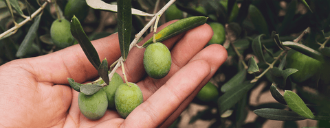 Eine Hand hält einen Olivenzweig mit grünen Oliven.
