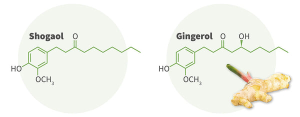 gingerol-shogaol