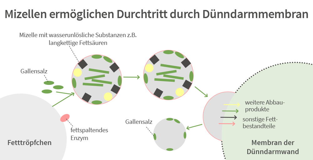 Mizellenunterstützung-bei-der-Aufnahme-von-Omega-3-im-Körper