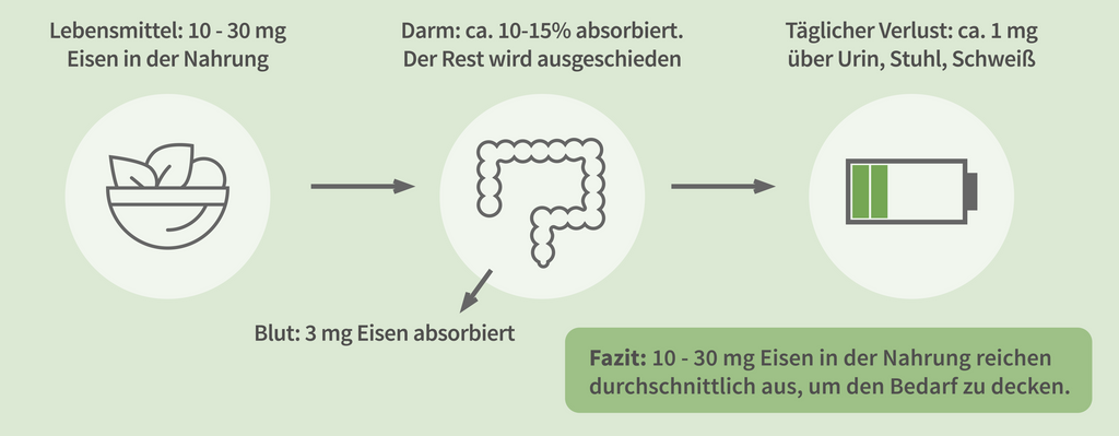 Verlauf-von-der-Aufnahme-von-Eisen-in-den-menschlichen-Körper