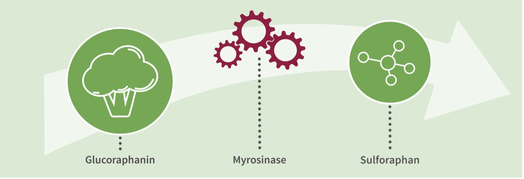 Sulforaphan-Glucosinolate-Myrosinase-Abbildung