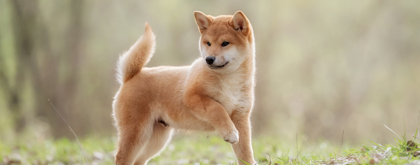 shiba inu