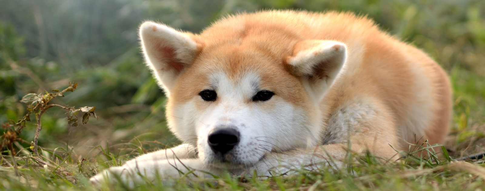 Choisir un chien japonais : les spécificités des races du Japon