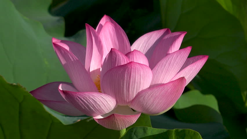 La Fleur de Lotus au Japon