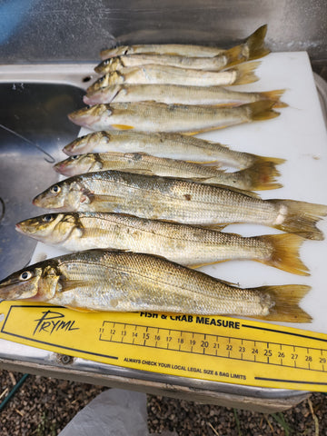 Johns-Yellow-Fin-Whiting