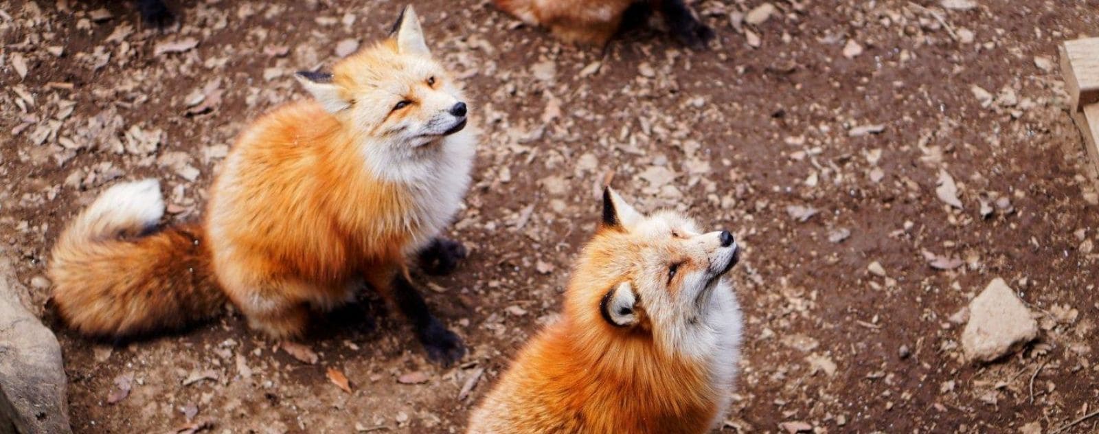 zao fox