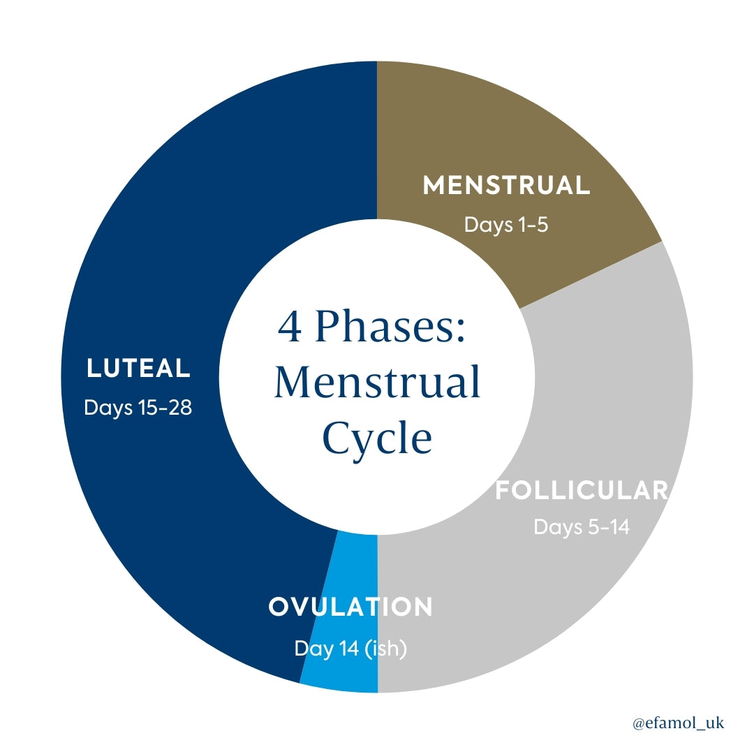 4 phases of the menstrual cycle