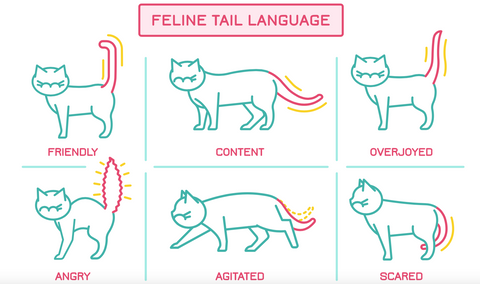 How Cats Chat The Subtle Art Of Feline Communication Katkin Club