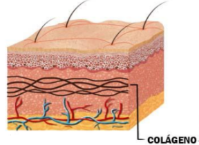 colágeno-na-barba