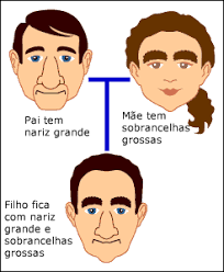 combinação-dos-genes