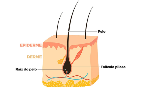 foliculo-da-barba