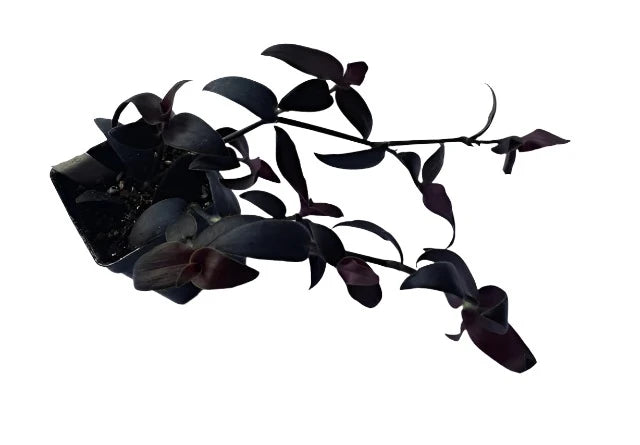 Bridal Veil Black Comet 4inches Plant Gibasis Pellucida Tradescantia Geniculate Hanging Live Plant Pr7