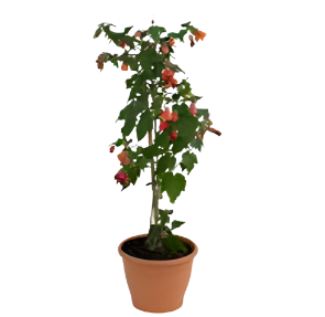 Abutilon Lantern Orange 1 Gallon Plant Abutilon Wonderful Pot Include Redvein Plant Abutilon Live Ht7 - Ecart