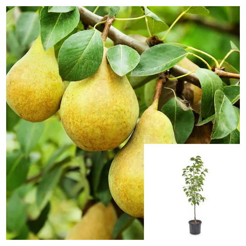 How to Grow Bartlett Pear Trees (Williams Pear Trees)