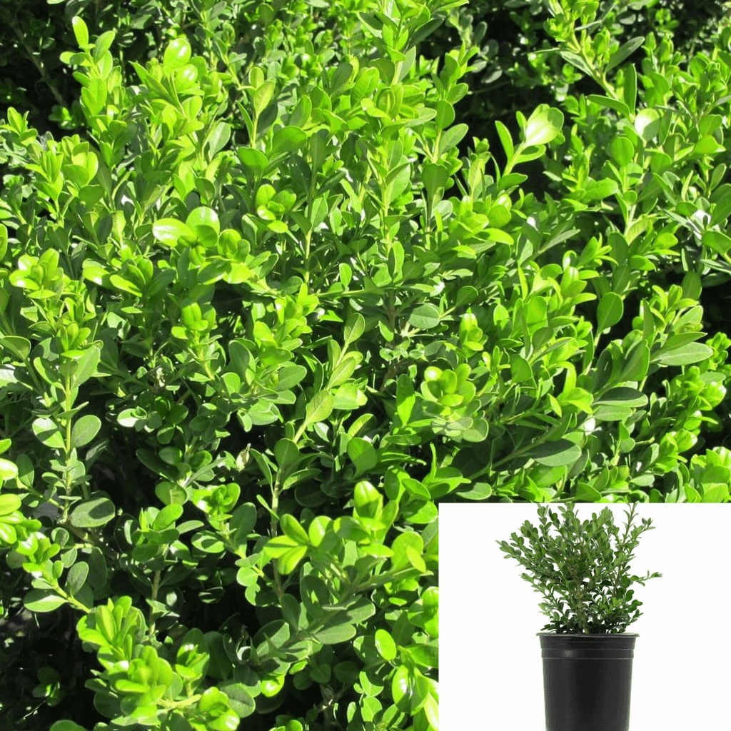 monster Paard schraper Buxus Jap Green Beauty Plant 1Gallon Buxus Microphylla Japonica Plant –  NNplant
