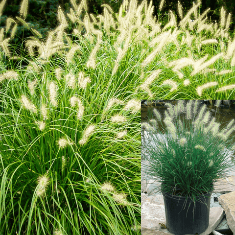 Pennisetum Hameln Plant 5Gallon Pennisetum Alop Hameln Plant 5Gallon Dwarf Fountain Grass Live Plant Fr7
