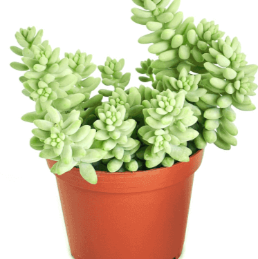 Mini Succulent Drought Tolerant Sedum Burrito Moran 4Inches Pot Houselive Plant - Ecart